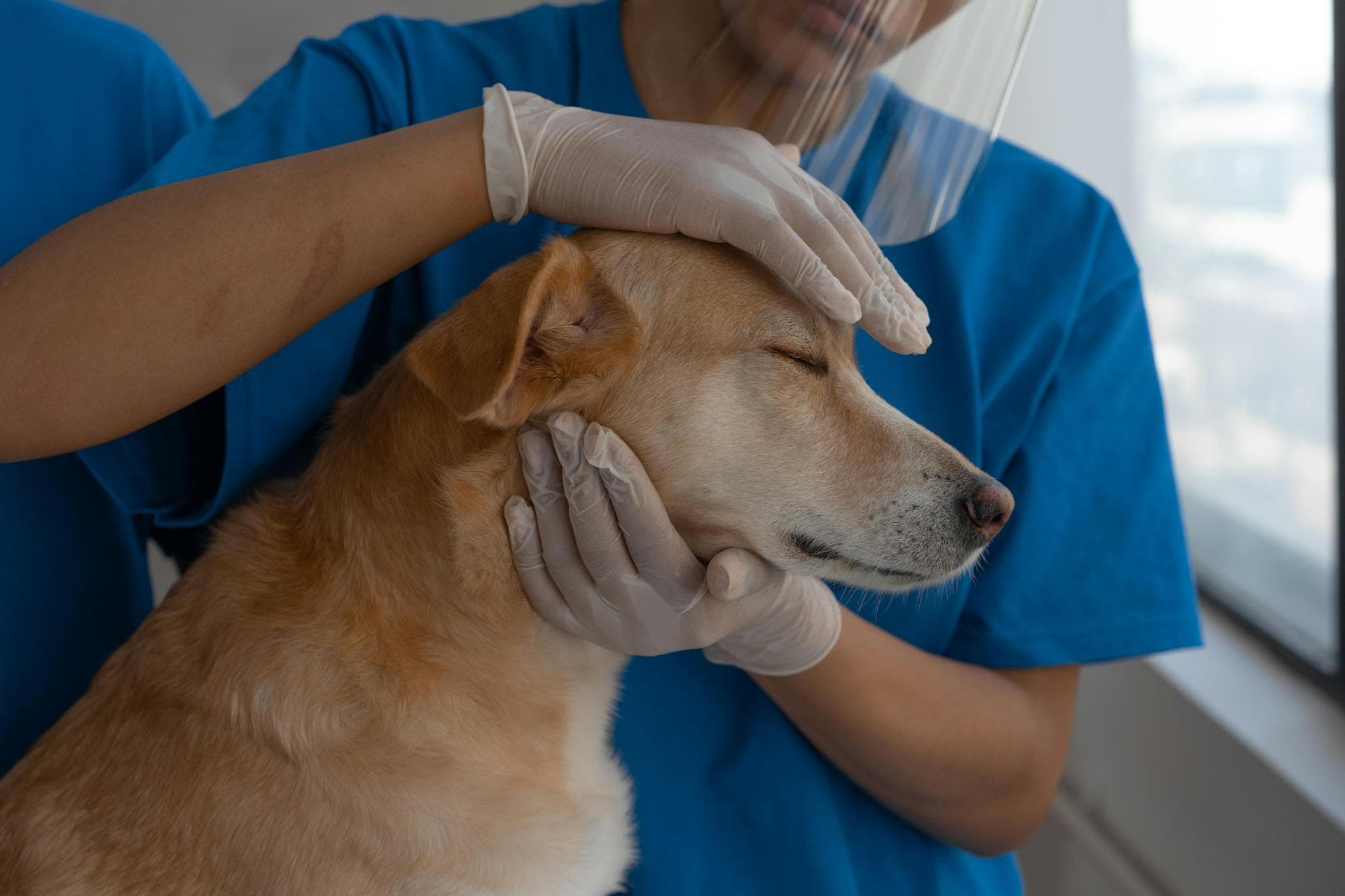 Best Vets in Akron